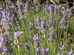 Anthidium florentinum