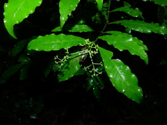 Psychotria borjensis