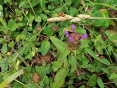 Prunella vulgaris vulgaris