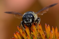 Megachile pugnata