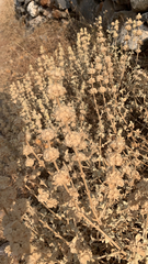 Pseudodictamnus mediterraneus