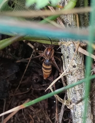 Keroplatus tipuloides