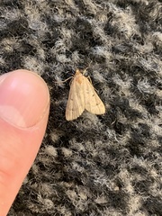 Achyra nudalis