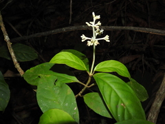 Psychotria cupularis