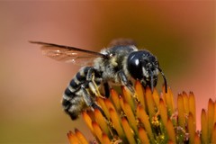 Megachile pugnata