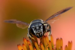 Megachile pugnata