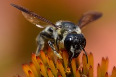 Megachile pugnata