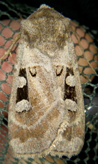 Feltia mollis