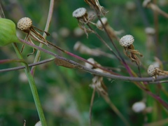 Trichoptera