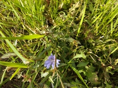 Cichorium intybus
