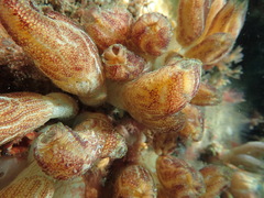 Botrylloides anceps