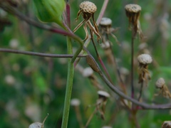 Trichoptera