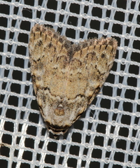 Meganola strigula
