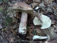 Boletus separans