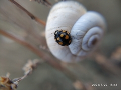 Coccinula