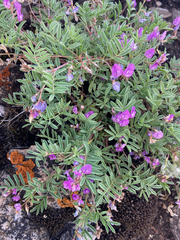 Astragalus vexilliflexus