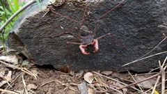 Acanthophrynus coronatus