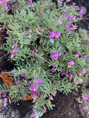 Astragalus vexilliflexus