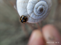 Coccinula