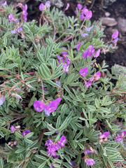 Astragalus vexilliflexus