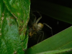 Toxomerus floralis