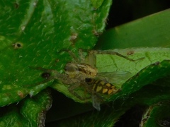 Toxomerus floralis