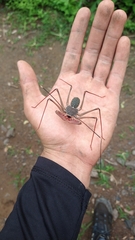 Acanthophrynus coronatus