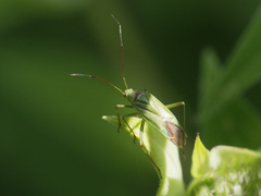 Calocoris