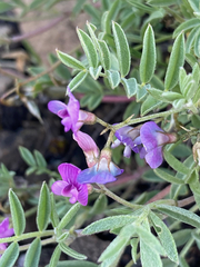 Astragalus vexilliflexus