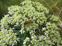 Dolichovespula sylvestris