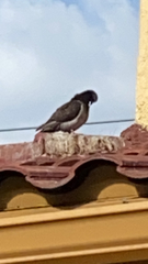 Columba livia