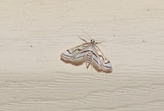 Parapoynx badiusalis