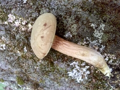 Xerocomus illudens