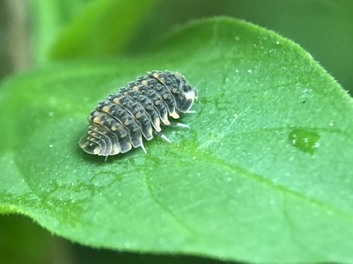 Venezillo soyatlanensis