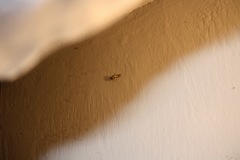 Epicallima argenticinctella