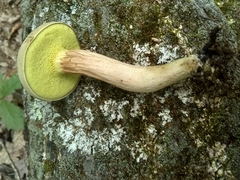 Xerocomus illudens