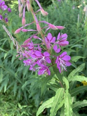 Chamaenerion angustifolium