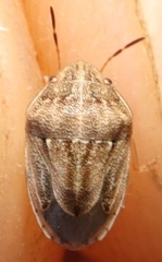 Neottiglossa bifida