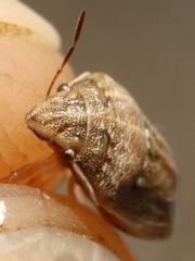 Neottiglossa bifida