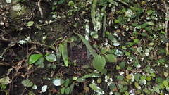 Pyrrosia linearifolia