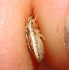 Neottiglossa bifida