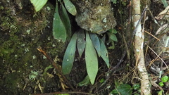 Antrophyum formosanum