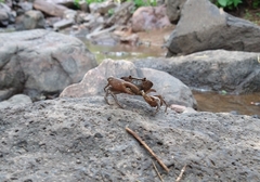 Pseudothelphusa dugesi