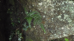 Asplenium ritoense