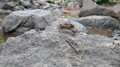 Pseudothelphusa dugesi