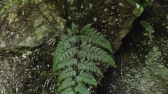 Davallia formosana