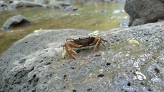 Pseudothelphusa dugesi