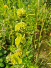Phlomis fruticosa