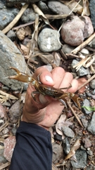 Pseudothelphusa dugesi