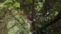 Davallia formosana